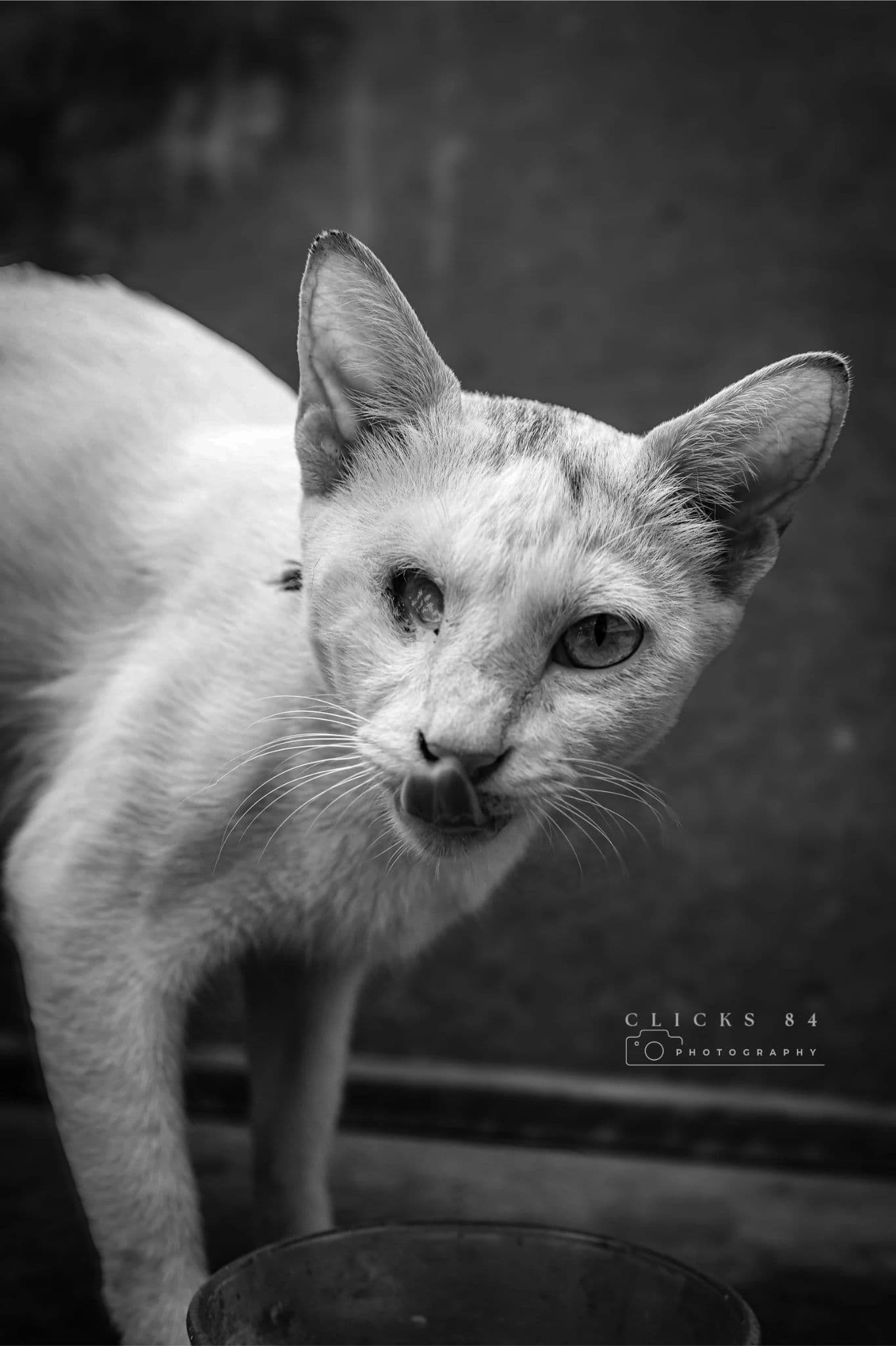 #petlove